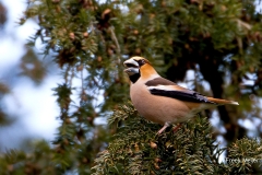 Appelvink-03_Hawfinch_Coccothraustes-coccothraustes_BZ4T7582_1