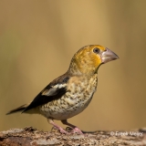 Appelvink-07_Hawfinch_Coccothraustes-coccothraustes_BZ4T9809