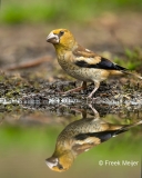 Appelvink-09_Hawfinch_Coccothraustes-coccothraustes_BZ4T9149