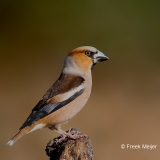 Appelvink-12_Hawfinch_Coccothraustes-coccothraustes_11I2532