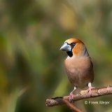 Appelvink-15_Hawfinch_Coccothraustes-coccothraustes_11I6871