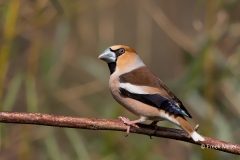 Appelvink-16_Hawfinch_Coccothraustes-coccothraustes_11I7150