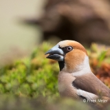 Appelvink-19_Hawfinch_Coccothraustes-coccothraustes_11I8965
