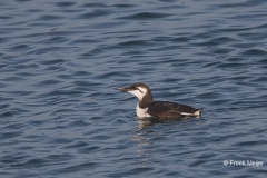 Zeekoet-01_Common-Murre_Uria-aalge_BZ4T1797