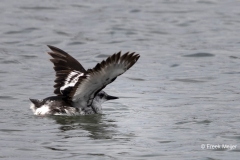 Zeekoet-04_Common-Murre_Uria-aalge_AD9A1678