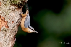 Boomklever-25_Eurasian-Nuthatch_Sitta-europaea_D9A5607