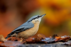 Boomklever-26_Eurasian-Nuthatch_Sitta-europaea_AD9A5531