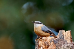 Boomklever-27_Eurasian-Nuthatch_Sitta-europaea_D9A5612