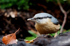 Boomklever-28_Eurasian-Nuthatch_Sitta-europaea_D9A5655