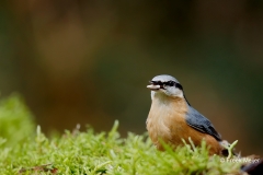 Boomklever-29_Eurasian-Nuthatch_Sitta-europaea_D9A5660