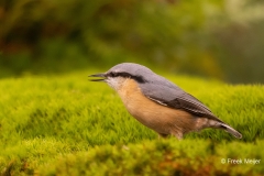 Boomklever-31_Eurasian-Nuthatch_Sitta-europaea_P5A5323