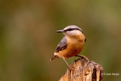 Boomklever-32_Eurasian-Nuthatch_Sitta-europaea_P5A5331