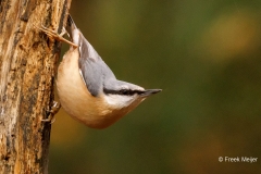 Boomklever-33_Eurasian-Nuthatch_Sitta-europaea_P5A7694