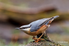 Boomklever-33_Eurasian-Nuthatch_Sitta-europaea_P5A9623