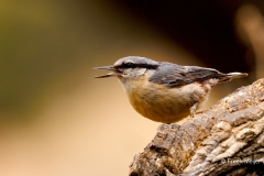 Boomklever-34_Eurasian-Nuthatch_Sitta-europaea_P5A2637