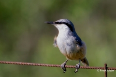 Rotsklever-03_Western-Rock-Nuthatch_Sitta-neumayer_MG_9871