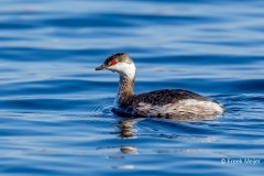 Kuifduiker-05_Horned-Grebe_Podiceps-auritus_49C5322