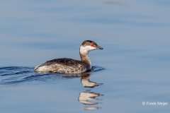 Kuifduiker-06_Horned-Grebe_Podiceps-auritus__49C5363_1