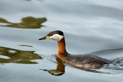 Roodhalsfuut-03_Red-necked-Grebe_Podiceps-grisegena_5L8A8493