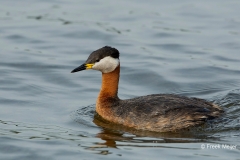 Roodhalsfuut-08_Red-necked-Grebe_Podiceps-grisegena_5L8A8488