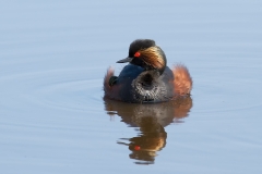 Geoorde-Fuut-08_Black-necked-Grebe_Podiceps-nigricollis_IMG_5205