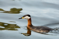 Roodhalsfuut-03_Red-necked-Grebe_Podiceps-grisegena_5L8A8493