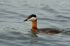 Roodhalsfuut-04_Red-necked-Grebe_Podiceps-grisegena_5L8A8489