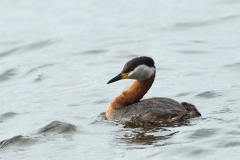 Roodhalsfuut-05_Red-necked-Grebe_Podiceps-grisegena_5L8A8523