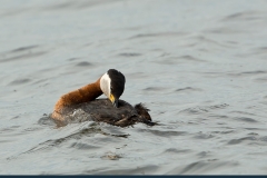 Roodhalsfuut-06_Red-necked-Grebe_Podiceps-grisegena_5L8A8524