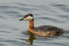 Roodhalsfuut-07_Red-necked-Grebe_Podiceps-grisegena_5L8A8481