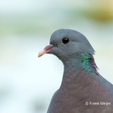 Holenduif-01_Stock-Dove_Columba-oenas_BZ4T9339