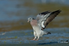 Holenduif-04_Stock-Dove_Columba-oenas_BZ4T2471_1