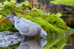 Holenduif-10_Stock-Dove_Columba-oenas_P5A4792