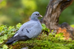 Holenduif-11_Stock-Dove_Columba-oenas_P5A4822