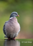 Houtduif-13_Common-Wood-Pigeon_Columba-palumbus_11I8972