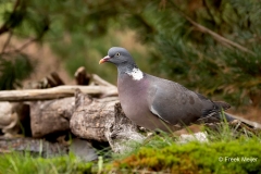 Houtduif-25_Common-Wood-Pigeon_Columba-palumbus_P5A4433