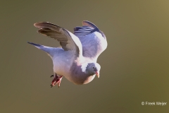 Houtduif-26_Common-Wood-Pigeon_Columba-palumbus_P5A5486