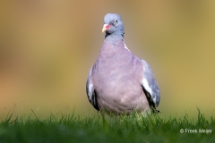 Houtduif-27_Common-Wood-Pigeon_Columba-palumbus_P5A5913