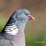 Houtduif-28_Common-Wood-Pigeon_Columba-palumbus_P5A0089