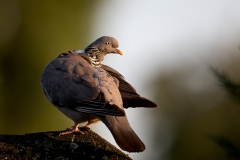 Houtduif-07_Common-Wood-Pigeon_Columba-palumbus_BZ4T1545