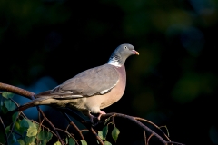 Houtduif-08_Common-Wood-Pigeon_Columba-palumbus_BZ4T1550