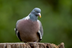 Houtduif-17_Common-Wood-Pigeon_Columba-palumbus_9E8A1752