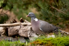 Houtduif-25_Common-Wood-Pigeon_Columba-palumbus_P5A4433