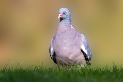 Houtduif-27_Common-Wood-Pigeon_Columba-palumbus_P5A5913
