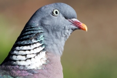 Houtduif-28_Common-Wood-Pigeon_Columba-palumbus_P5A0089