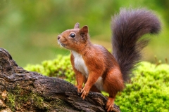 1_Rode-Eekhoorn-54_Red-Squirrel_Sciurus-vulgaris_P5A3870