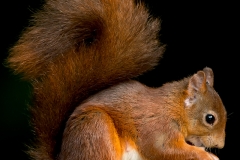 Rode-Eekhoorn-03_Red-Squirrel_Sciurus-vulgaris_BZ4T0727