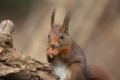 Rode-Eekhoorn-04_Red-Squirrel_Sciurus-vulgaris_11I1131