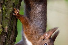 Rode-Eekhoorn-07_Red-Squirrel_Sciurus-vulgaris_MG_0770