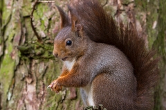 Rode-Eekhoorn-08_Red-Squirrel_Sciurus-vulgaris_MG_0859